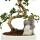 Bonsai Fukientee - Carmona microphylla - Dekorative Felslandschaft - ca. 8 Jahre