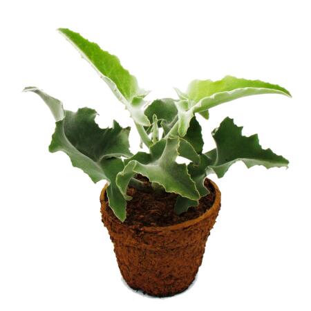 Kalanchoé à oreilles déléphant - Kalanchoe beharensis - Feuilles veloutées géantes - Pot de 19cm