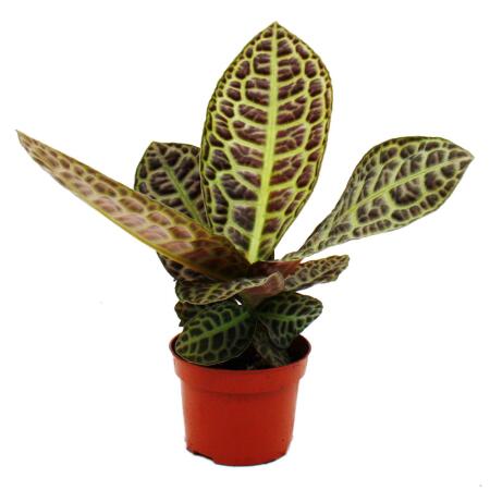 Labisia "Turtle Back" - Plante à écaille de tortue avec une superbe structure de feuilles - rareté - pot de 12cm