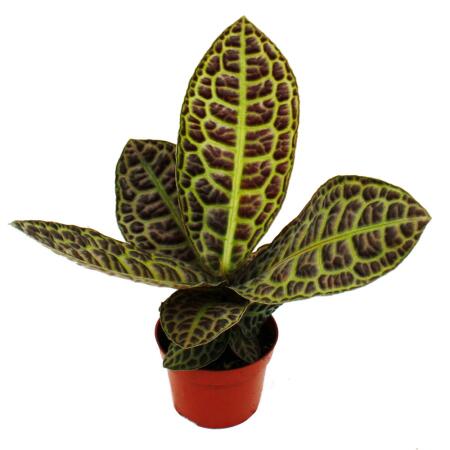 Labisia 
