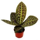 Labisia "Turtle Back" - Plante à...