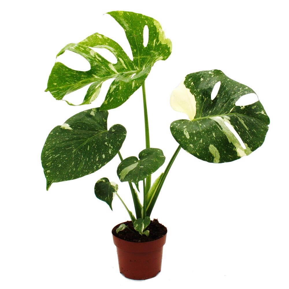 philodendron red emerald pflege Philodendron erubescens Red Emerald - Quality Houseplants | Hortology main image 1