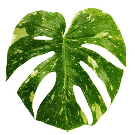 Monstera deliciosa "Thai-Constellation" - gemustertes Fensterblatt -