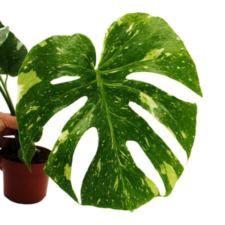 Monstera deliciosa "Thai-Constellation" - gemustertes Fensterblatt -