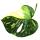 Monstera "Thai-Constellation" gemustertes Fensterblatt exklusive Zimmerpflanze Rarität 12cm Topf
