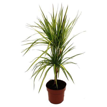 Dracaena marginata "Sunray" - Dragonnier à rayons de soleil - pot de 17cm - 2er Tuff
