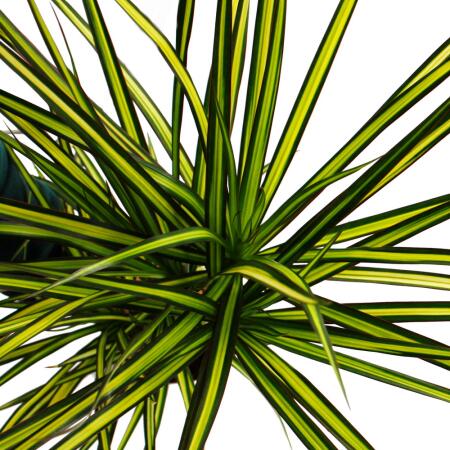 Exotenherz Mini-Pflanze Dracaena Compacta Drachenbaum - Ideal Fr Schalen &  Glser Im 5,5cm Topf Mini Zimmerpflanze