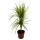 Dracaena marginata "Sunray" - Dragonnier à rayons de soleil - pot de 17cm - 2er Tuff