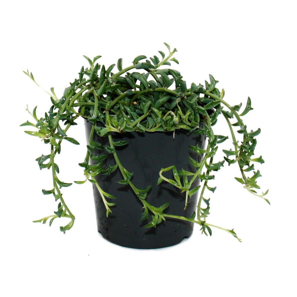 Senecio peregrinus - Delphin-Pflanze - Delfinhalskette