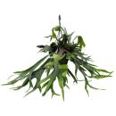 Platycerium bifurcatum - Staghorn fern - Large solitary...