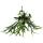 Platycerium bifurcatum - Geweihfarn - Große Solitärpflanze - im 21cm Ampeltopf