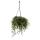 Senecio herreianus "Purple Flush" - Purple succulent string of pearls - in 14cm hanging basket