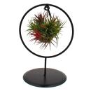 Tillandsia in a snail shell with decorative ring stand -...