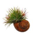 Tillandsien im Schneckenhaus in dekorativer Metallsäule Tillandsia ionantha Luftnelke ca. 25cm hoch
