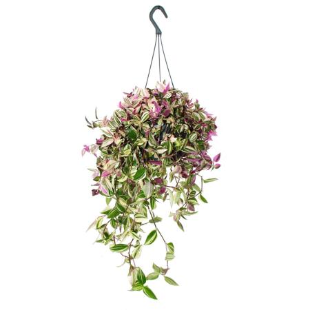 Houseplant for hanging - Tradescantia quadricolor - Four-colored three-master flower - Zebra herb - 17cm hanging basket