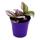 Mini-Pflanze Dreimasterblume Tradescantia "Nanouk" pflegeleichte hängende Zimmerpflanze 5,5cm Topf