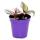 Mini-Pflanze Dreimasterblume Tradescantia "Nanouk" pflegeleichte hängende Zimmerpflanze 5,5cm Topf