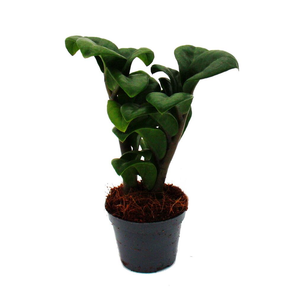 Mini-Pflanze - Zamio Palme - Zamioculcas zamiifolia - pflegeleicht -