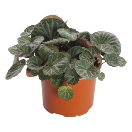 bakker zimmerpflanzen Luftreinigende Zimmerpflanzen Mischung (x3) - Clusia, Asplenium 'Crispy  Wave', Dypsis main image 0