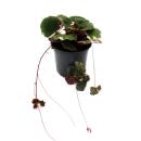 Saxifraga stolonifera tricolor - Hängender...