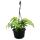 Easy-care mini traffic light plants in 12cm hanging baskets - Monstera siltepecana - Silver window leaf