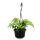 Easy-care mini traffic light plants in 12cm hanging baskets - Monstera siltepecana - Silver window leaf