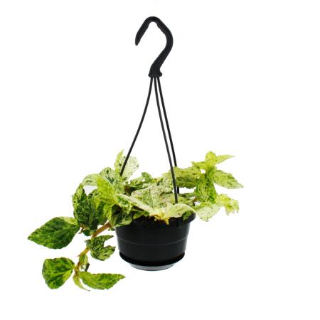 Easy-care mini traffic light plant - Pellionia repens variegata