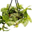 Easy-care mini traffic light plant - Pellionia repens variegata
