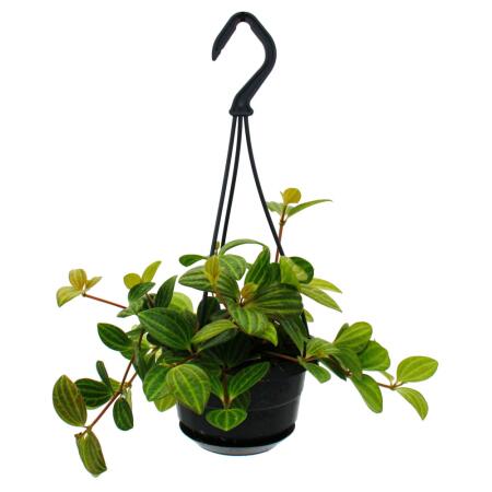 Easy-care mini traffic light plant - Peperomia Angulata Rocca Vivace - Creeping Dwarf Pepper