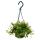 Easy-care mini traffic light plant - Peperomia Pepperspot - Dwarf pepper