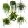 Urban Jungle Elegance - Modern cactus hanging baskets with great leaf structure - Rhipsalis - 15cm