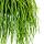 Urban Jungle Elegance Moderne Kakteen-Ampel mit toller Blattstruktur Rhipsalis baccifera shaferi 15cm