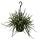 Urban Jungle Elegance - Modern cactus traffic light with great leaf structure - Rhipsalis baccifera horrida - 15cm