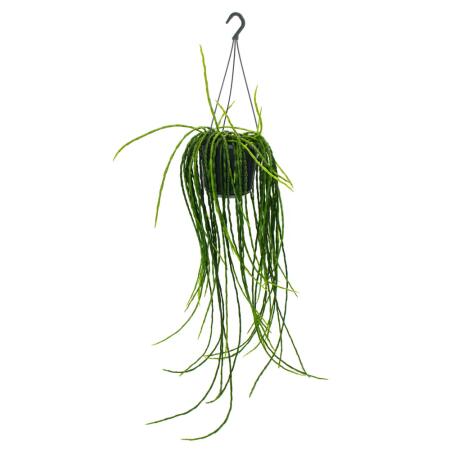 Urban Jungle Elegance - Ambre de cactus moderne avec une superbe structure de feuilles - Rhipsalis paradoxa - 15cm