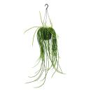 Urban Jungle Elegance - Ambre de cactus moderne avec une superbe structure de feuilles - Rhipsalis paradoxa - 15cm