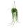 Urban Jungle Elegance - Ambre de cactus moderne avec une superbe structure de feuilles - Rhipsalis paradoxa - 15cm