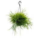 Urban Jungle Elegance - Modern cactus traffic light with...