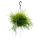 Urban Jungle Elegance - Moderne Kakteen-Ampel mit toller Blattstruktur - Rhipsalis pulchra - 15cm