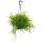 Urban Jungle Elegance - Moderne Kakteen-Ampel mit toller Blattstruktur - Rhipsalis pulchra - 15cm