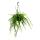 Urban Jungle Elegance Moderne Kakteen-Ampel mit toller Blattstruktur Selenicereus wercklei 15cm