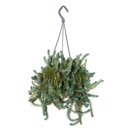 Hängende Fette Henne - Sedum reflexum - im 14cm Ampeltopf - hängende Sukkulente auch für Draussen
