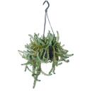 Hängende Fette Henne - Sedum reflexum - im 14cm...