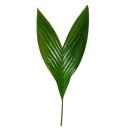 Palmier de Bétel - Areca catechu - Palmier dintérieur - Palmier de Bétel - Pot 12cm