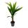 Palmier de Bétel - Areca catechu - Palmier dintérieur - Palmier de Bétel - Pot 12cm