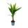 Palmier de Bétel - Areca catechu - Palmier dintérieur - Palmier de Bétel - Pot 12cm