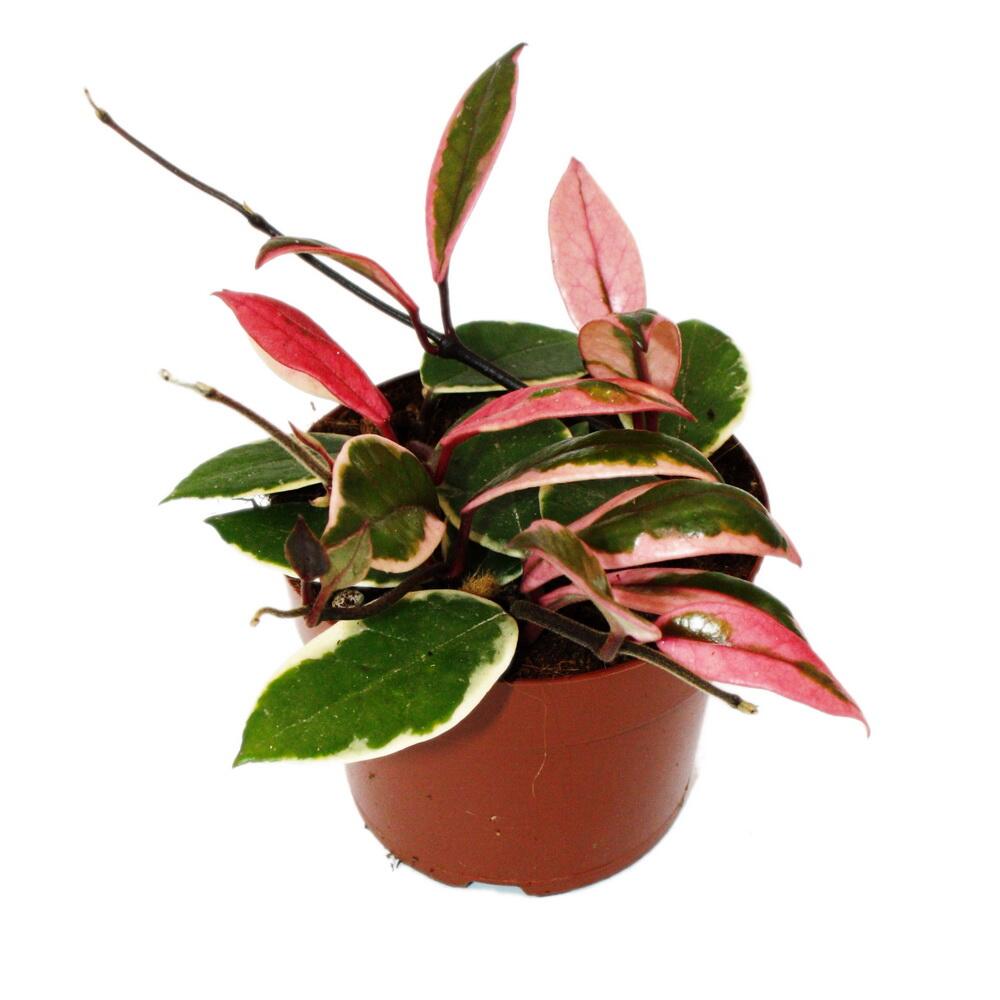 Hoya carnosa 