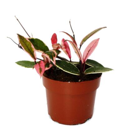 Hoya carnosa 
