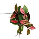 Hoya carnosa "Flamingo Dream" - climbing houseplant with pink new shoots - porcelain flower - wax flower - 12cm pot