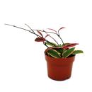 Hoya carnosa "Flamingo Dream" - climbing houseplant with pink new shoots - porcelain flower - wax flower - 12cm pot