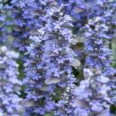 Bodendecker - Kriechender Günsel - Ajuga reptans - 9cm Topf - Set mit 12 Pflanzen